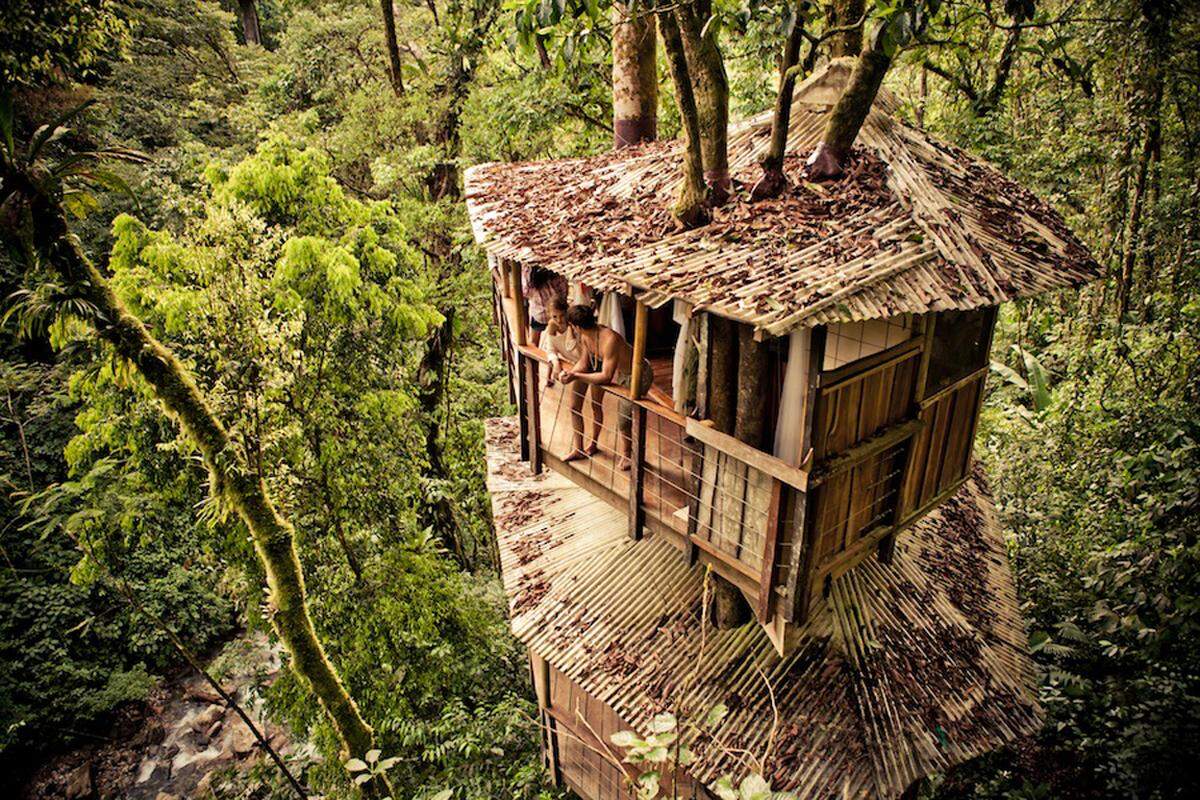 Ständig in einem Baumhaus leben wollen Aussteiger, die im  Dschungel von Costa Rica mit der Finca Bellavista eine Baumhaus-WG gegründet haben.