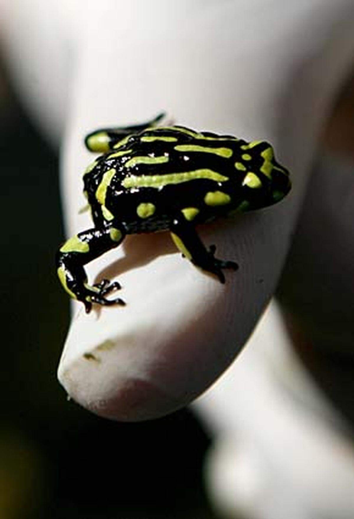 Der auffällig gefärbte Corroboree-Frosch ist einer der gefährdetsten Amphibien in Australien. Nur noch 200 Exemplare soll es in freier Wildbahn geben. Der Schutzmechanismus der Corroboree-Frösche - sie produzieren ein hochgiftiges Alkaloid auf der Haut - bietet keine Hilfe gegen die neuen Bedrohungen: Ihr Habitat, das südaustralische Hochplateau, wird als Skigebiet und Allradwagen-Teststrecke missbraucht.