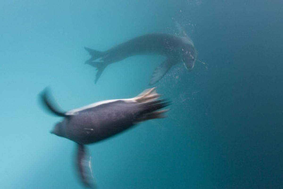 1. Preis: Paul Nicklen, Kanada  Seeleoparden auf der Jagd