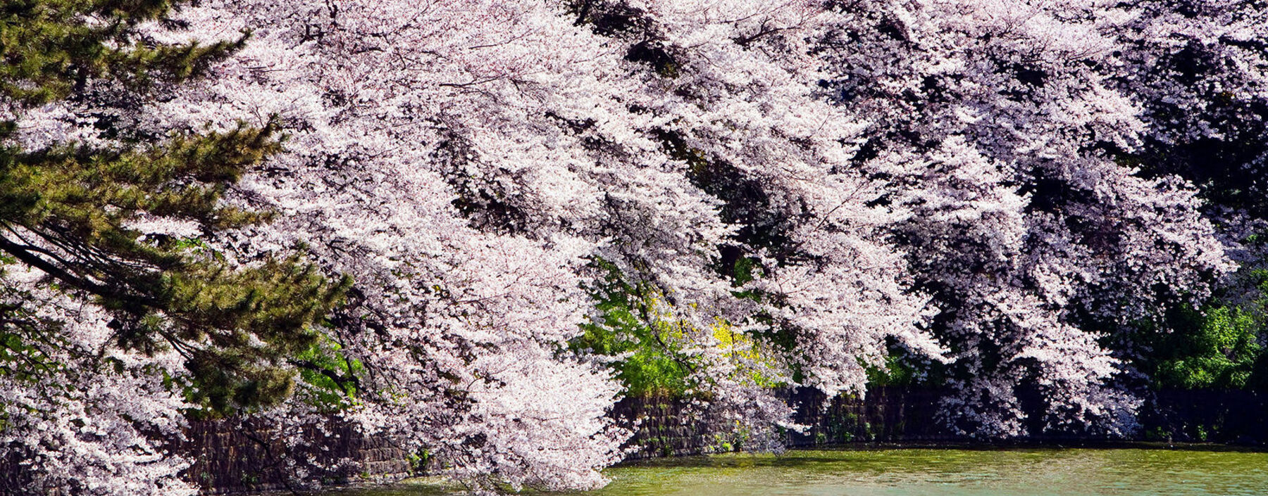 Der Frühling als Symbol der jungen Liebe? Für Kurt Tucholsky ist der Mensch „das ganze Jahr in Brunst“.