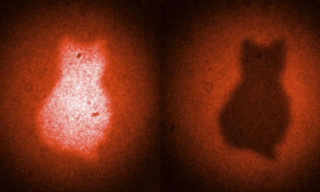 Schrödingers Katze, wie sie Wissenschafter 'fotografiert' haben. 
