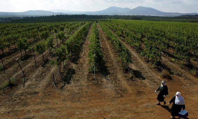Weite. Gegen ­Trockenheit geht man in den Weingebieten mit Wassermangel-­Sensoren vor. 