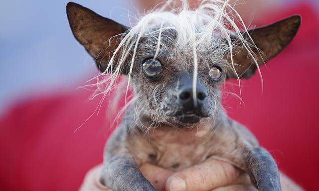 SweePee Rambo, a two-year-old Chihuahua Chinese Crested mix, is seen during the 2014 World´s Ugliest Dog contest in Petaluma