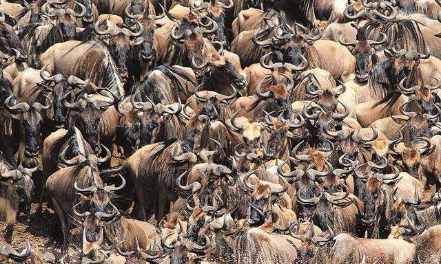 Wenn die Serengeti in Tansania abgeweidet ist, queren riesige Herden von Grasfressern den Mara-Fluss, um weiter nach Norden in die Masai Mara in Kenia zu gelangen