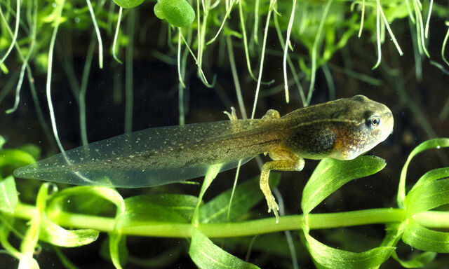 Laufen oder hüpfen: Welche Netzwerke steuern die Bewegungen? 