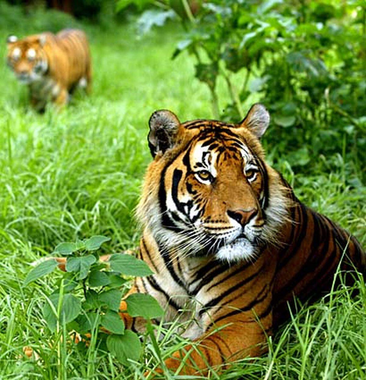 Vor 100 Jahren streiften noch 100.000 Tiger durch die Wälder von der Türkei bis Russland. Heute gibt es nur noch 5000 Exemplare weltweit, Tendenz fallend. Drei von acht Unterarten wurden bereits ausgelöscht. 2000 Königstiger streifen noch durch die Urwälder des indischen Subkontinents. Dass die Tiger dieses Jahrhundert in freier Wildbahn überleben, ist unwahrscheinlich.