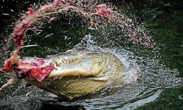 Archivbild. In unbekannte Natur-Gewässer zu springen ist in Australien keine gute Idee.