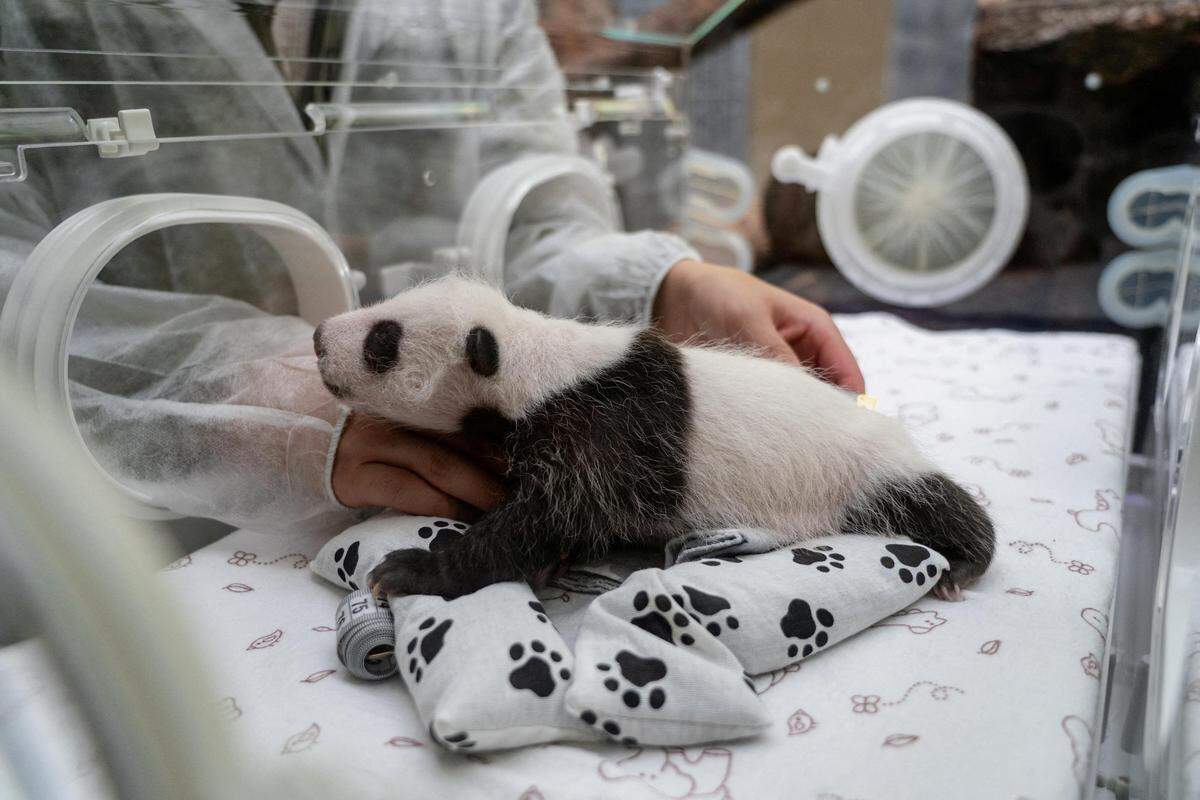25. September. Ein Tierpfleger untersucht das ein Monat alte Riesenpandaweibchen in einem Brutkasten im Moskauer Zoo.