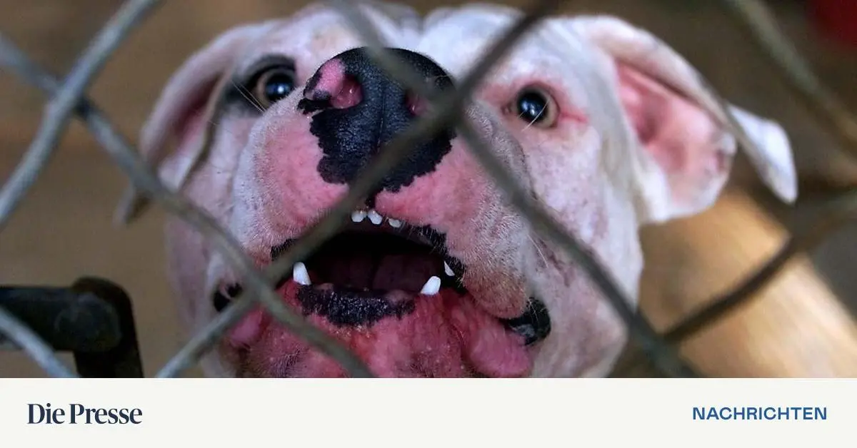 Nach-t-dlicher-Hundeattacke-in-Naarn-m-ssen-die-Tiere-eingeschl-fert-werden