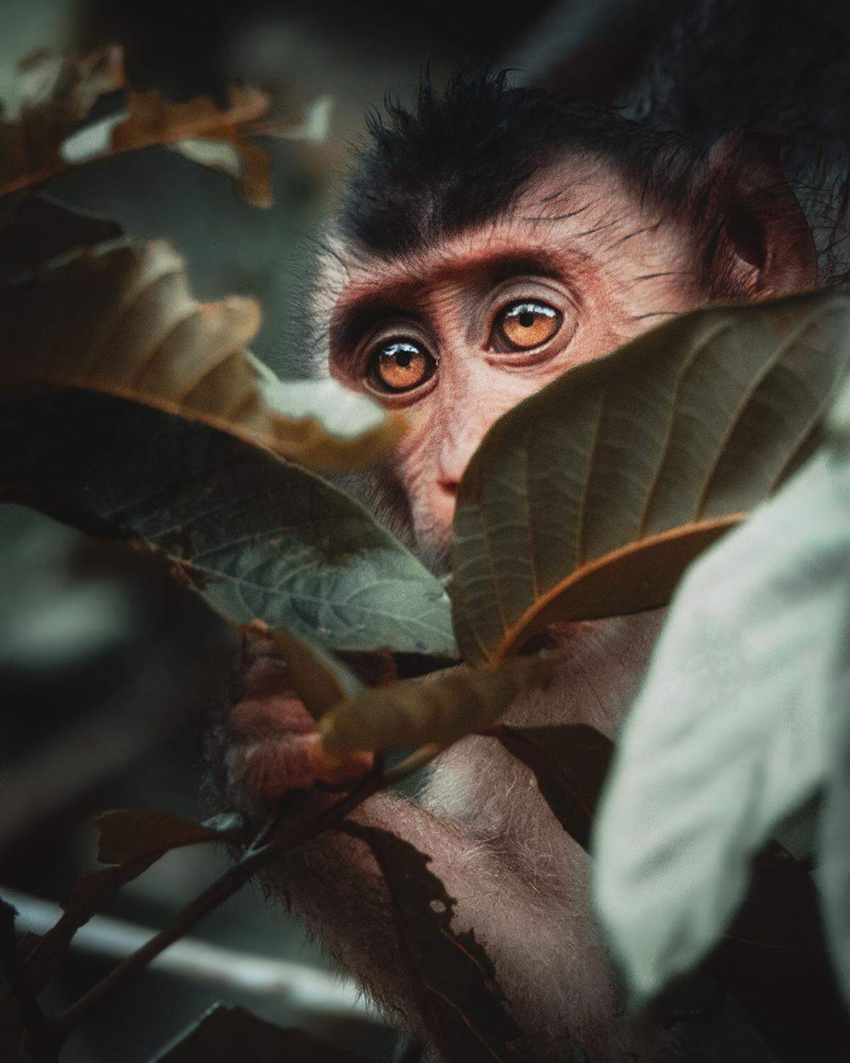 "Wussten Sie, dass Borneo einer der artenreichsten Orte der Erde ist?", fragt ein Schwede. "Ich möchte eine Welt ohne Abholzung." Viele der über 15.000 Pflanzenarten und 400 Tierarten sind nur in Borneo anzufinden. "Es ist so wichtig, Orte wie diesen zu schützen und sicherzustellen, dass sie noch für kommende Generationen existieren."