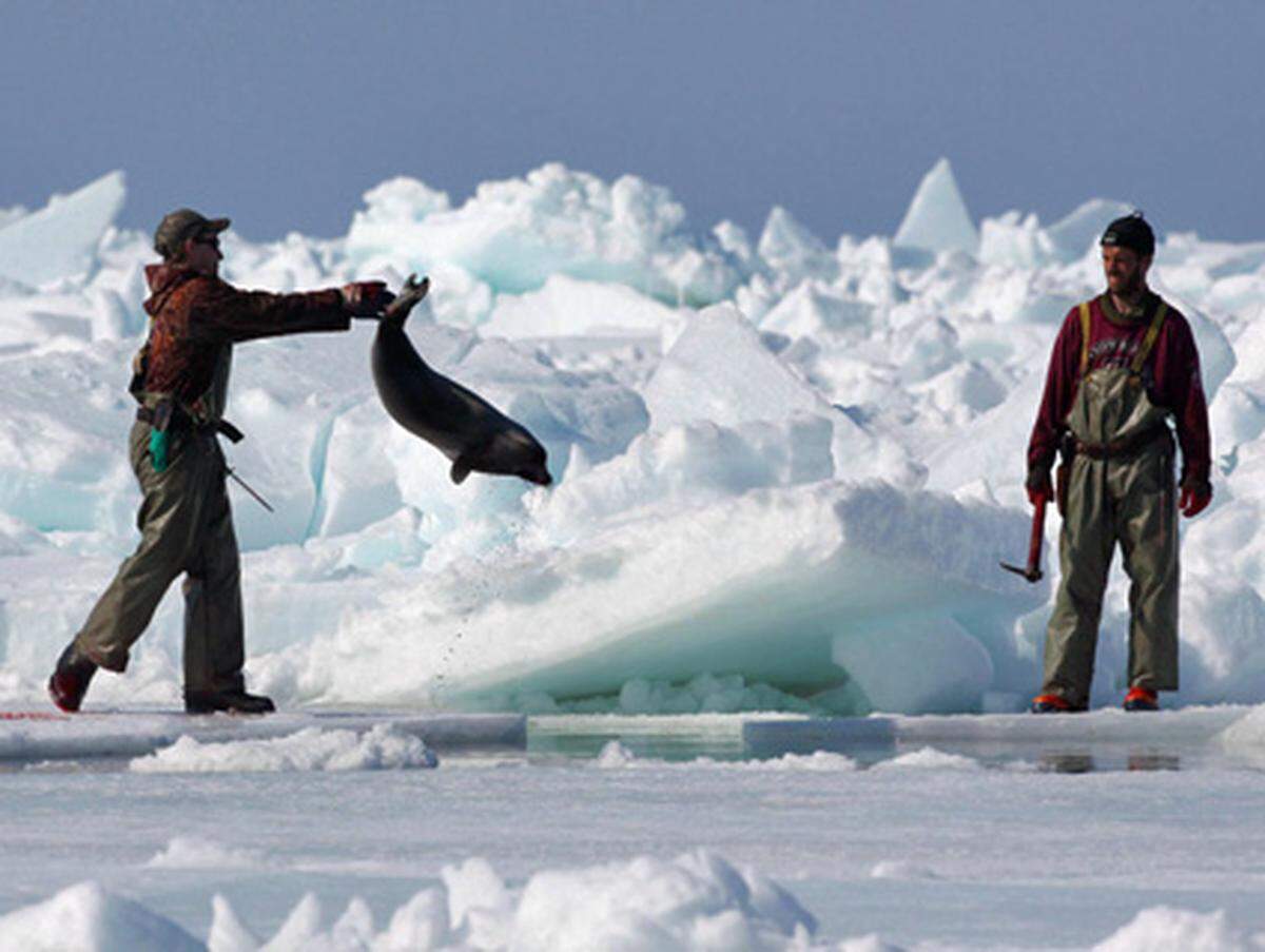 Die Behörden schätzen den Bestand der Robben an der kanadischen Ostküste auf insgesamt rund 6,4 Millionen Tiere.
