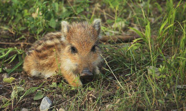 Archivbild: Ein Wildschwein-Frischling, aufgenommen in Deutschland