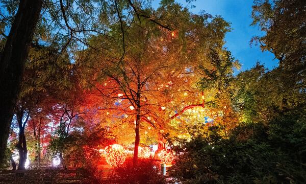 Der „Herzerlbaum“ des Wiener Christkindlmarktes ist überhaupt schon seit Anfang November beleuchtet.