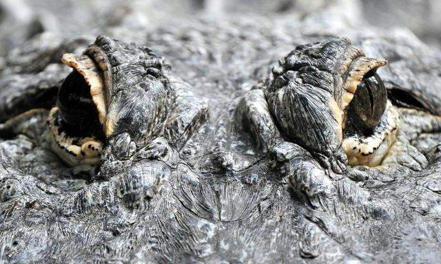 Symbolbild: Augen eines Alligators