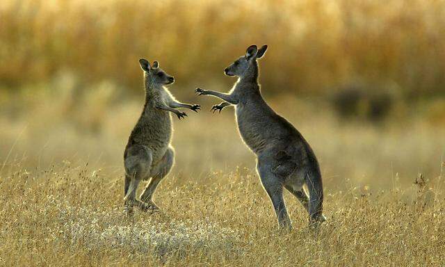 File photo of two juvenile kangaroos fighting in Namagi National Park near Canberra