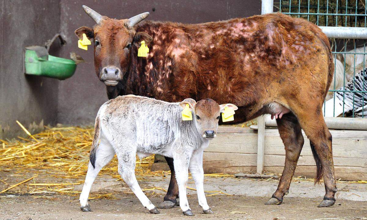 Sind sehr anspruchslos, hitzeresistent und eignen sich für die extensive Haltung sowie als Mutterkühe. Die kleinwüchsige Rinderrasse stammt ursprünglich aus Sri Lanka und Asien. In Österreich gibt es etwa tausend Tiere.