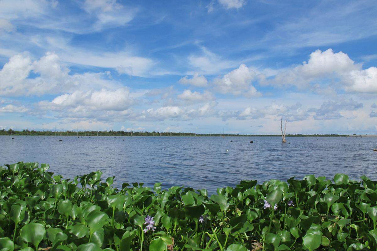 Dank der Bemühungen von John Taylor und seinen Mitstreitern ist der Zufluss von Brackwasser in den Bayou Bienvenue gestoppt. Langsam kehren traditionelle Süßwasserpflanzen und -tierarten zurück. Als nächstes sollen mit Schlamm aus dem Mississippi River kleine Inseln aufgeschüttet werden, auf denen wieder Zypressen wachsen können.