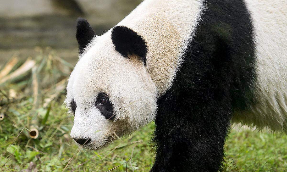 21. März: Es gibt gute Nachrichten für alle Panda-Fans - und auch für die Schönbrunner Panda-Dame Yang Yang. Das Panda-Weibchen, das seit dem Auszug ihrer Panda-Zwillinge im November vergangenen Jahres allein ist, bekommt Gesellschaft. Mitte April soll ein neues Männchen in das Panda-Gehege im Tiergarten Schönbrunn einziehen, und zwar der 19 Jahre alte Yuan Yuan (hier am Foto zu sehen. Yuan Yuan wurde am 23. August 1999 geboren und lebt derzeit in der chinesischen Panda-Station Dujiangyan. Die Panda-Dame Yang Yang war 2003 mit dem Männchen Long Hui nach Wien übersiedelt, der im Dezember 2016 im Alter von 16 Jahren verstarb. Viermal haben sie für Nachwuchs gesorgt.
