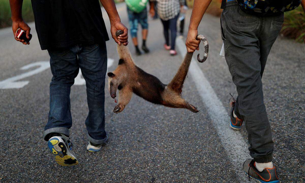 5. November. Nach tagelangem Fußmarsch ist diesen Migranten, die sich von Mittelamerika auf den Weg in die USA machen, selbst ein angefahrener Ameisenbär als Abendessen willkommen.