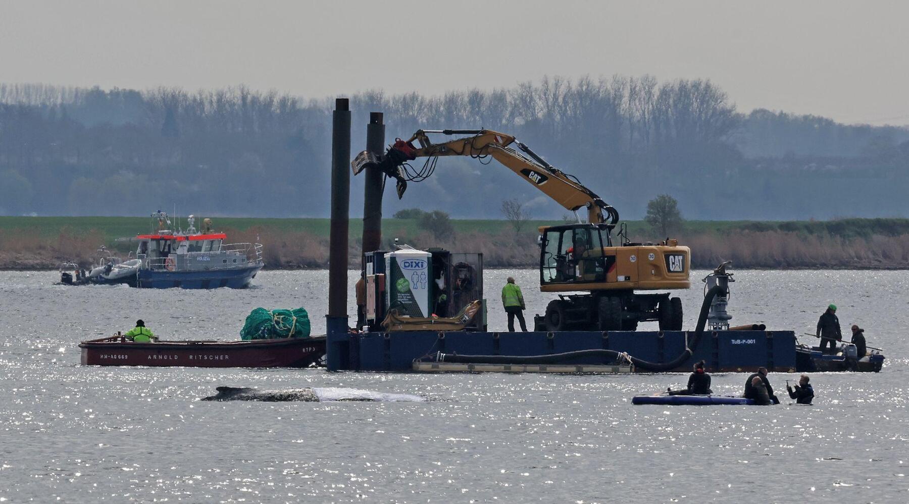 Tag vier: Private Rettungsaktion von Buckelwal wird fortgesetzt