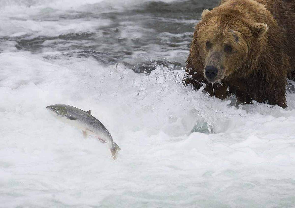 Mitte Juli bis Mitte August machen sich Grizzlybären in den Flüssen Alaskas auf der Suche nach Lachs. Die Bären kommen mitunter in großen Gruppen zusammen, am besten beobachtet man sie von sicheren Aussichtsplattformen, etwa Brooks Falls im Katmai National Park.
