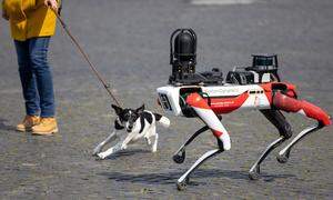 Ciborius-Roboter mit hundeähnlichen Bewegungen, künstlicher Intelligenz und 360-Grad-Kamera.