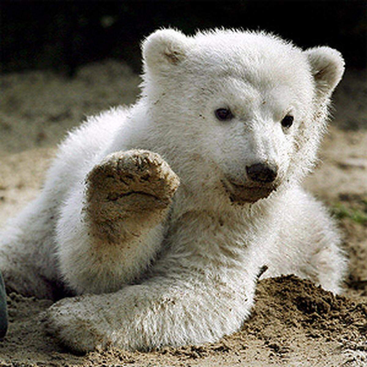 Er tapste neugierig ins Freie, nahm ein kühles Bad und brachte höflich seinen Patenonkel zur Tür:  Der kleine Eisbär Knut bewältigte seinen ersten öffentlichen Auftritt am 23. März im Berliner Zoo mit Bravour.