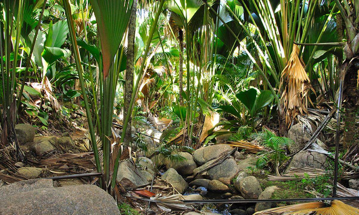 Auch auf den Seychellen ist der Hai ein Synonym für Furcht. Heißt man nicht gerade Simon oder ist Taucher und hat schon eine friedfertige und von gegenseitiger Neugier geprägte Begegnung mit dem Raubfisch erlebt, kann einen die Panik packen, die von Zwischenfällen wie auf Praslin im Jahr 2011 genährt wird, als ein Bräutigam in den Flitterwochen am Strand Anse Lazio von einem Hai attackiert wurde.