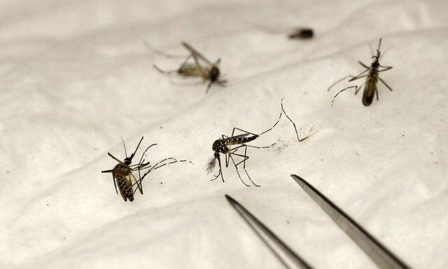 Der Malariaerreger wird von der Anopheles-Mücke auf den Menschen übertragen