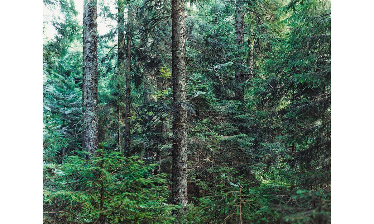 Thomas Struth arbeitet mit einer Großformatkamera und bearbeitet seine Bilder kaum. "Paradise 20" wurde 1999 im Bayrischen Wald aufgenommen. Die Fotografie ist ein C-Print unter Diasec (Hochglanz-Plexiglas).