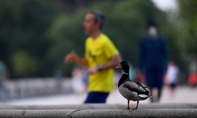 Können Enten sterben, wenn man sie mit Brot füttert? Im Bild eine Aufnahme aus Madrid