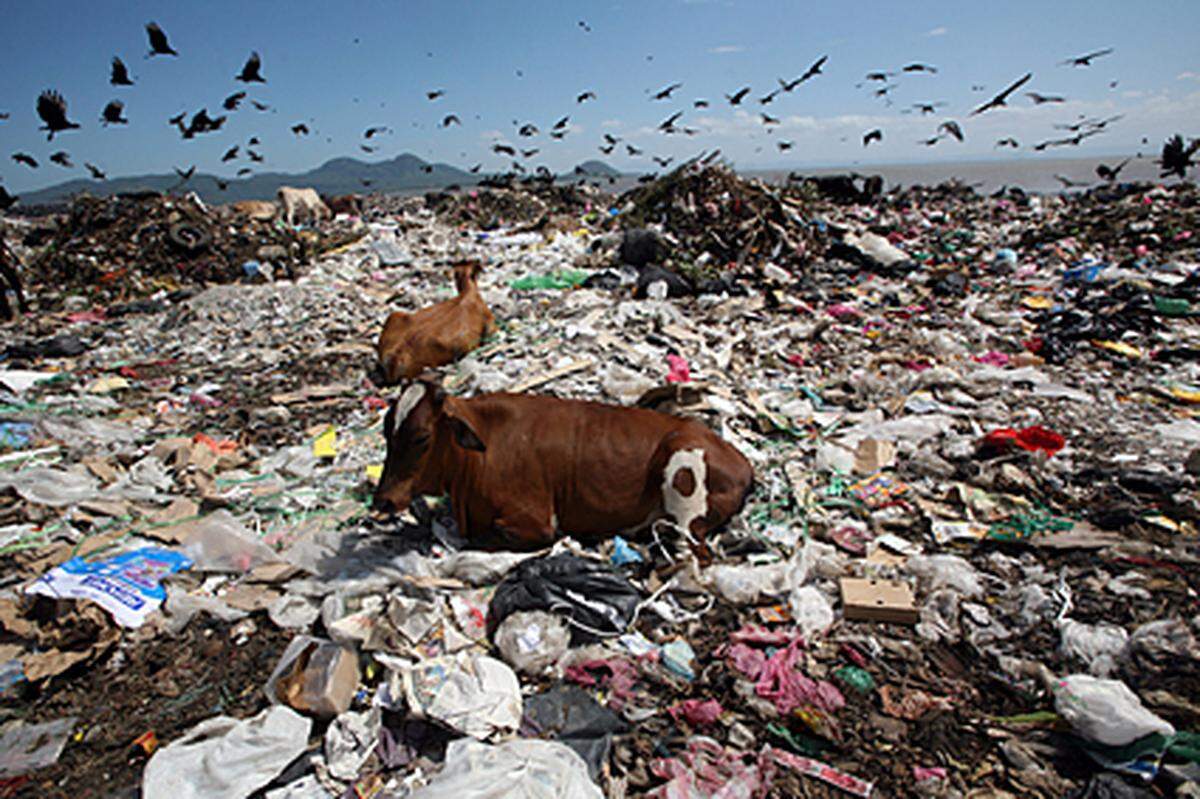 Am städtischen Müllplatz "La Chureca" suchen Kühe und Vögel nach Essbarem.