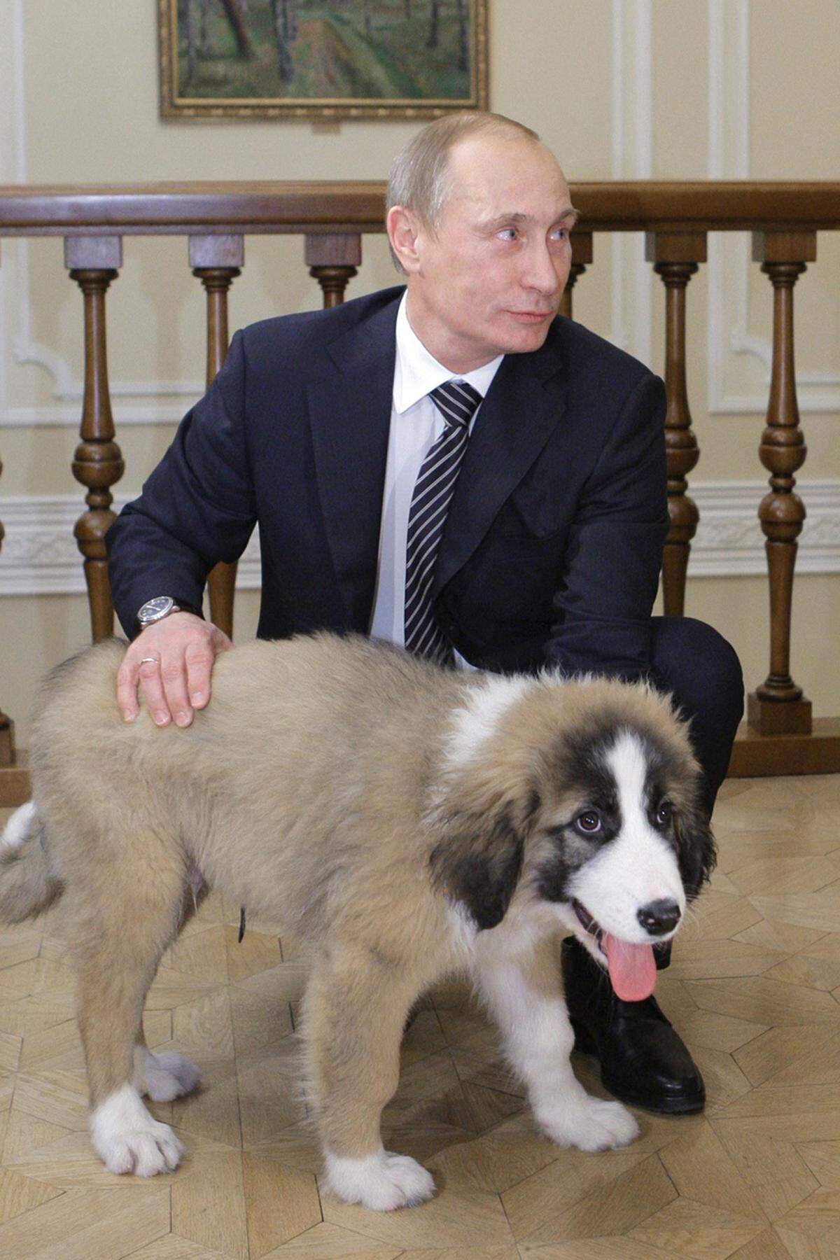 Im Dezember 2010 präsentierte der russische Ministerpräsident Wladimir Putin seinen neuen Hund "Buffy" der Öffentlichkeit. Der Hund könne "überhaupt nichts", erklärte Putin. "Buffy" wollte das so nicht gelten lassen und setzte sich auf Befehl seines Herrchens brav hin. Danach lief der Welpe zwischen den Journalisten herum und steckte seine Nase in eine Kamera.