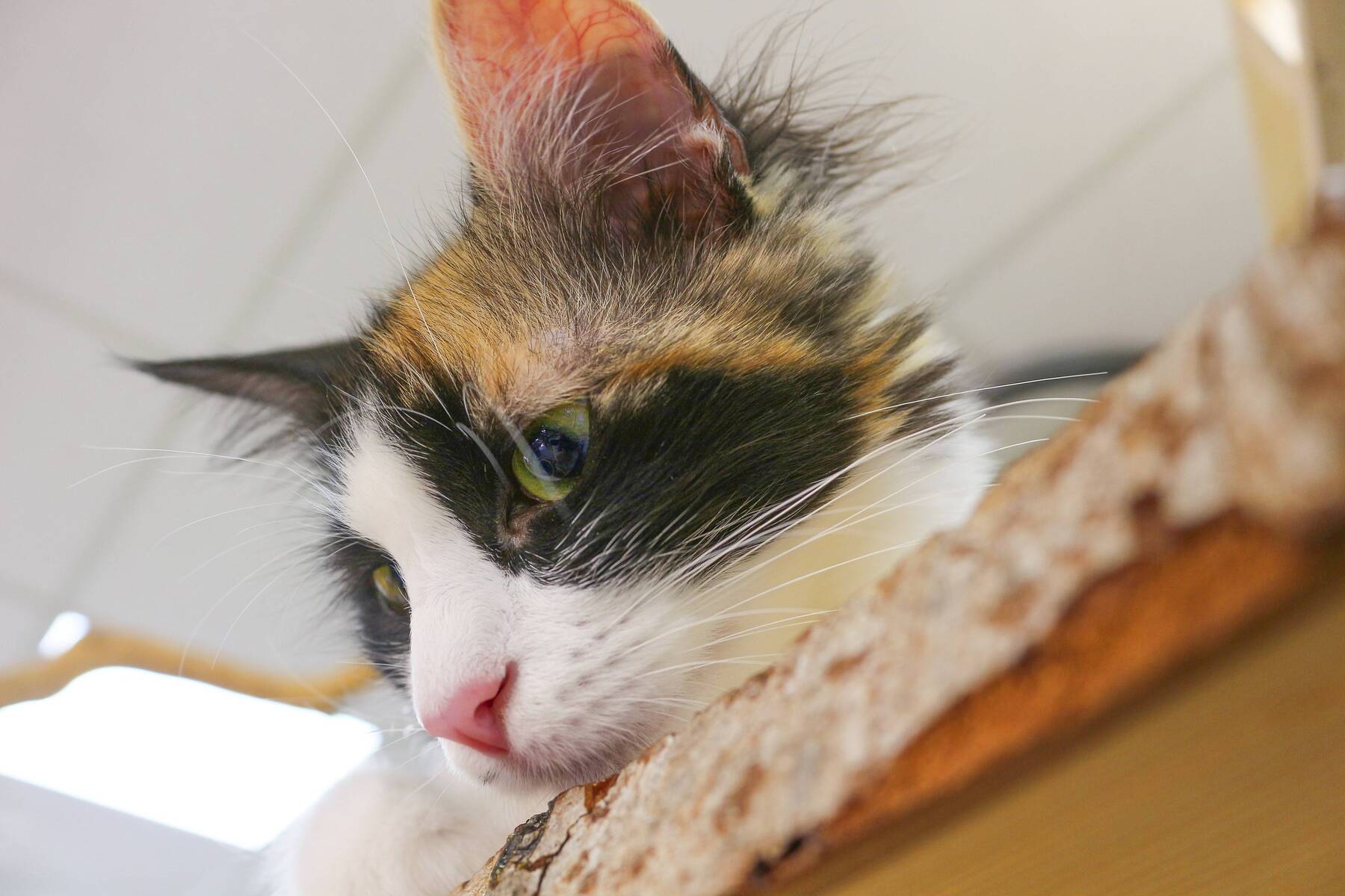 Was geht im Kopf einer Katze vor, wenn sie ihren Namen hört?  [premium]