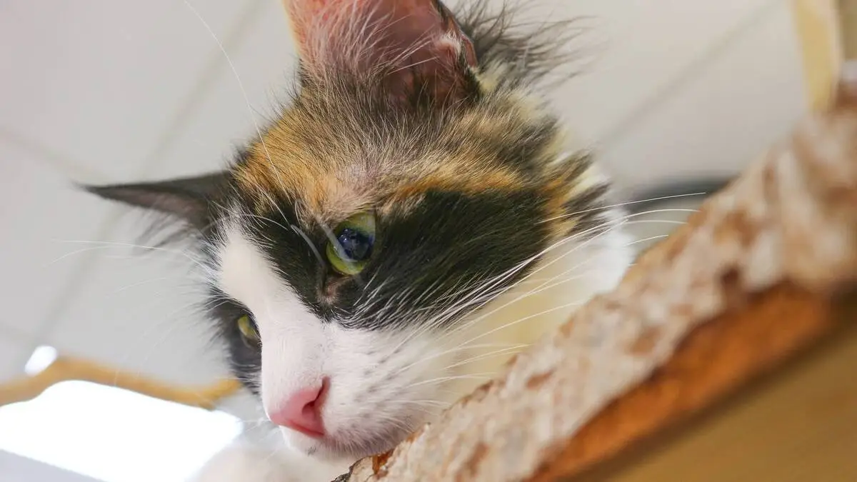 Was-geht-im-Kopf-einer-Katze-vor-wenn-sie-ihren-Namen-h-rt-premium-