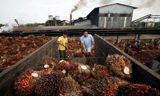 Vor allem in Indonesien und Malaysia wird Palmöl für Europa hergestellt. Pro Jahr werden dafür 1,6 Mio. Hektar Ackerfläche verwendet.