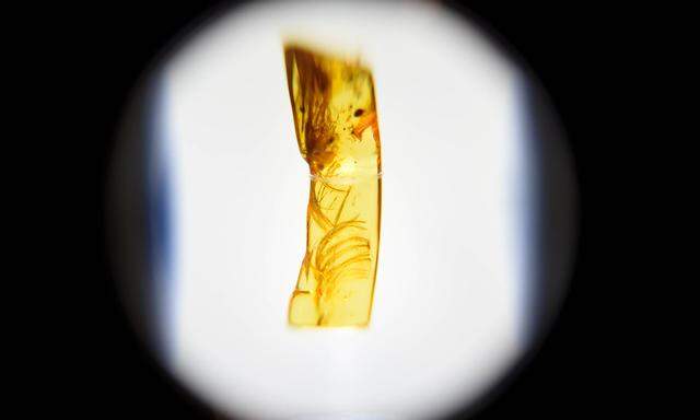 Forscher haben in einem Stück Bernstein einen nur 7,1 Millimeter langen Schädel entdeckt (Symbolbild).