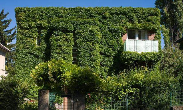 Begrünten Fassaden, aber auch pflanzenbewachsenen Wänden innerhalb der Gebäude widmet sich die Bauphysikerin Azra Korjenic an der TU Wien.