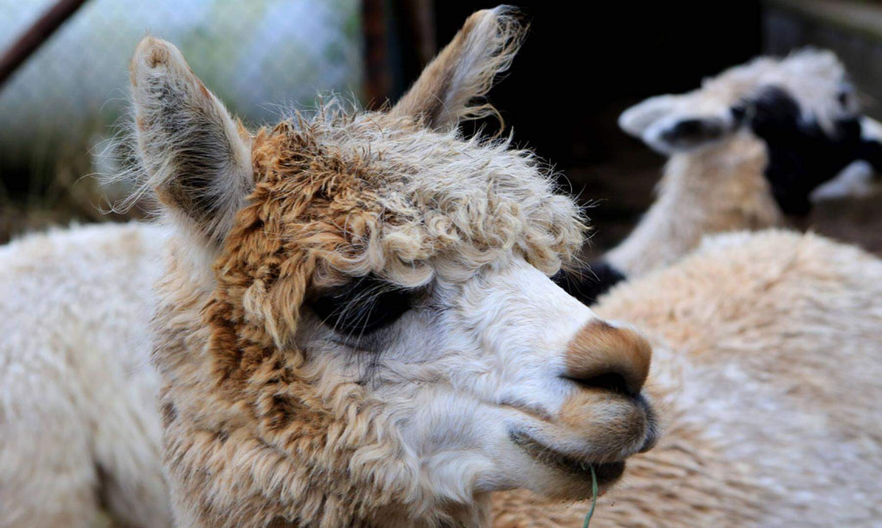 Wandern mit Tieren Immer dem Lama nach DiePresse