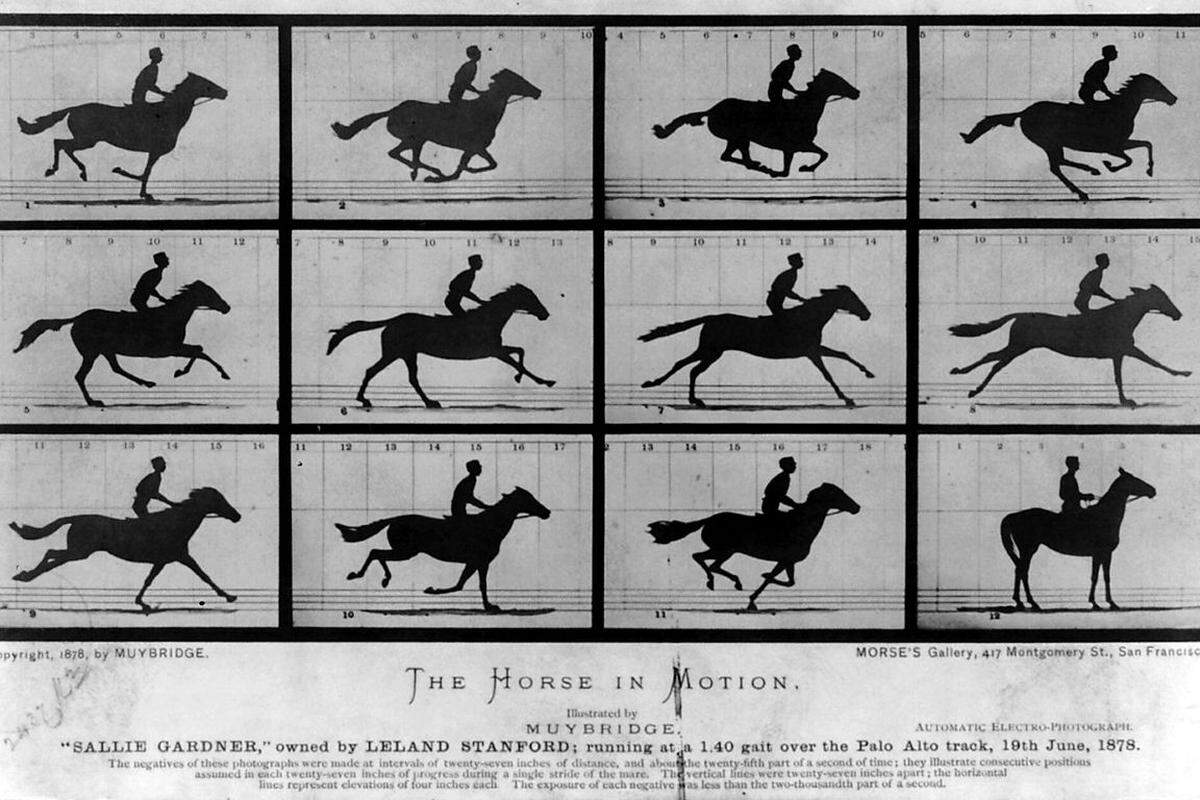 Auch das Fotoformat GIF, das derzeit in Form von animierten Katzenbildern und ruckeligen Minifilmchen durch das soziale Web geistert, ist in seiner Idee nicht neu. 1872 wurde der englische Fotograf Eadweard Muybridge (1830-1904) vom US-Eisenbahn-Tycoon Leland Stanford angeheuert, die Bewegungen eines galoppierenden Pferdes fotografisch festzuhalten. Zusammengesetzt ergeben die Bilder ein hübsches kleines Daumenkino – ganz ähnlich den GIFs, die wir aus dem Bildschirm kennen.  Eadweard Muybridge: „The Horse in motion“, 1878. 