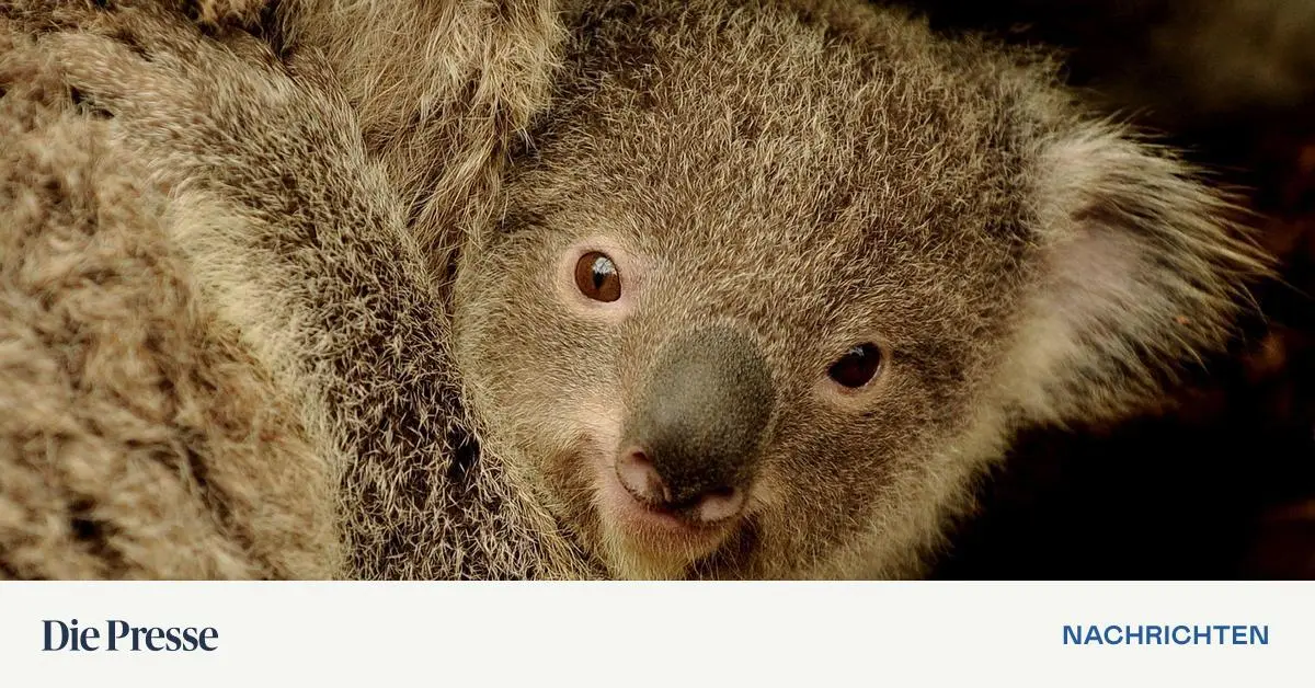 Die-Gewinner-und-Verlierer-des-Tierreichs-im-Jahr-2025