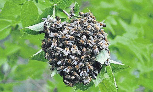 Bienen in Gefahr: Im Herbst gehen Hornissen auf Bienenjagd.