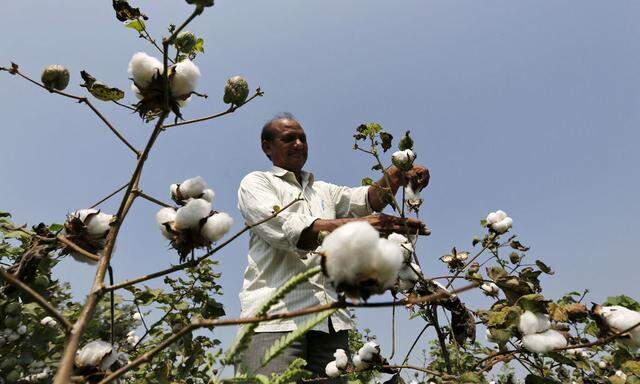 A farmer harvests cotton in his field at Rangpurda village