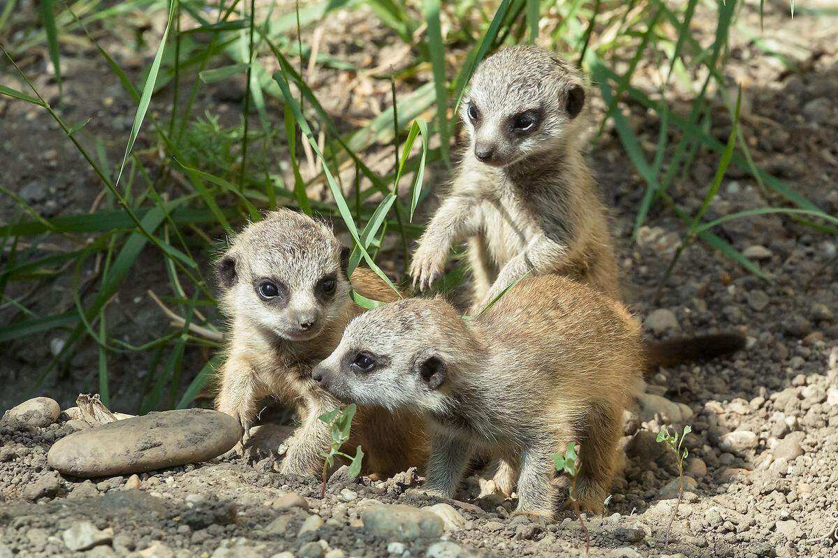 Noch werden die Erdmännchen-Minis von ihrer Mutter gesäugt. In ein paar Wochen stehen die ersten Insekten auf dem Speiseplan. Erdmännchen leben in Kolonien. Jedes Mitglied hat eine klar definierte Aufgabe. Die gute Zusammenarbeit ist der Schlüssel für das Überleben in den Savannen und Halbwüsten im Süden Afrikas.