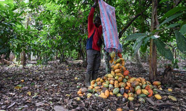 Nach den drastisch gestiegenen Kakao-Preisen am Weltmarkt will Ghana den Bauern höhere Abnahmepreise zahlen.