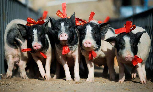 Die Ferkel in der Stadt Zhangjiakou sind geschmückt für das neue Jahr. Wer im Jahr des Schweins auf die Welt kommt, dem ist Glück bescheiden, heißt es.