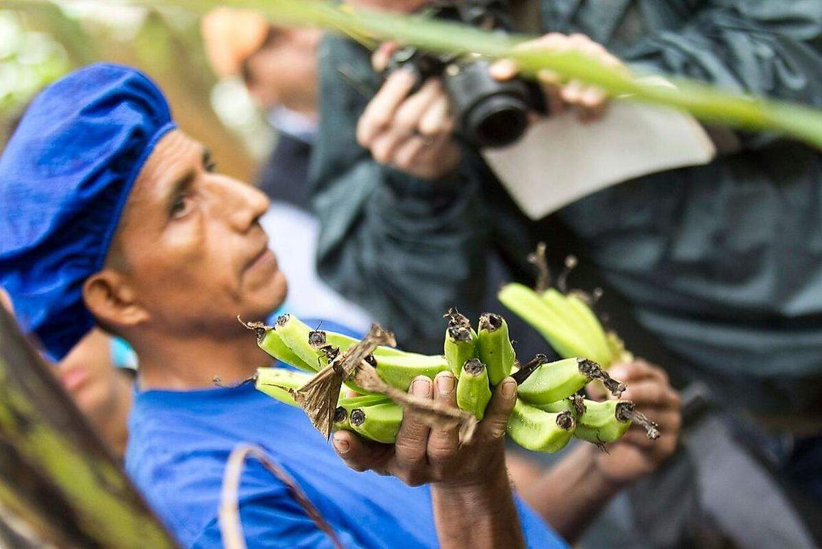 „Es ist wichtig, dass die Banane völlig grün ist“, erzählt Segundo Cañar inmitten seiner 4,5 Hektar großen Finca Mercedes Vanessa in El Guabo, im Südwesten Ecuadors. Einmal pro Woche erntet er mit seinen elf Mitarbeitern, fast alles Familienmitglieder, etwa 210 18-Kilo-Boxen. Die Schale dürfe keine Flecken haben, selbst wenn die Mängel den Geschmack nicht beeinflussen. Auch Früchte mit drei statt vier Kanten seien Tabu.