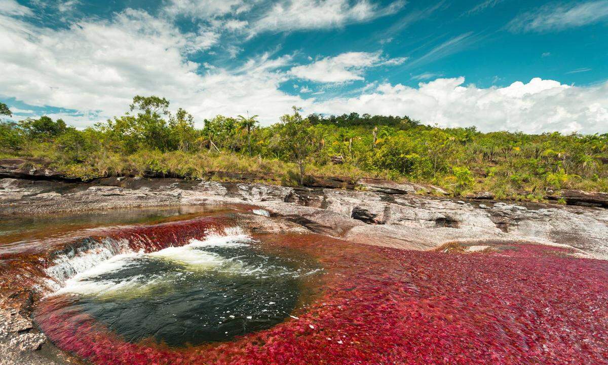 Er heißt auch "Der Fluss der fünf Farben". Der 100 Kilometer lange Caño Cristales im kolumbianischen Nationalpark Serranía de la Macarena ist ein flüssiger Regenbogen. Für seine wechselnde Farbpalette aus Gelb, Grün, Blau, Schwarz und Rot ist die Wasserpflanze Macarenia clavigera verantwortlich. Der Fluss liegt zwischen drei großen Ökosystemen: den Anden, den Llanos und dem Amazonischen Regenwald. Das Forbes Magazin hatte ihn 2011 zu einem der 10 schönsten Flüsse weltweit ausgewählt. 