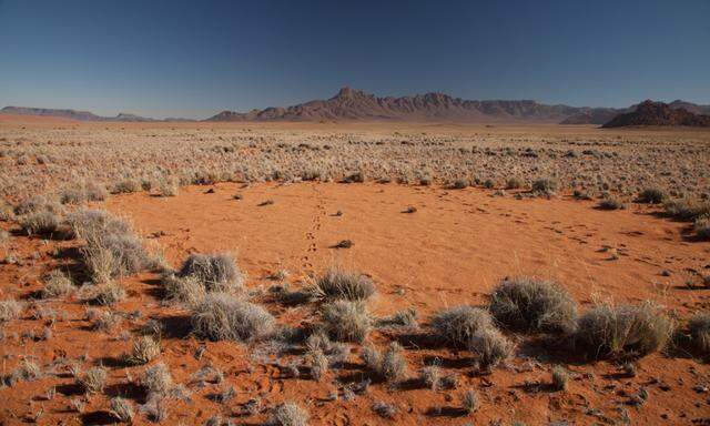 So sieht es etwa in Namibia über riesige Flächen aus: kahle Kreise mit üppig bewachsenem Rand.