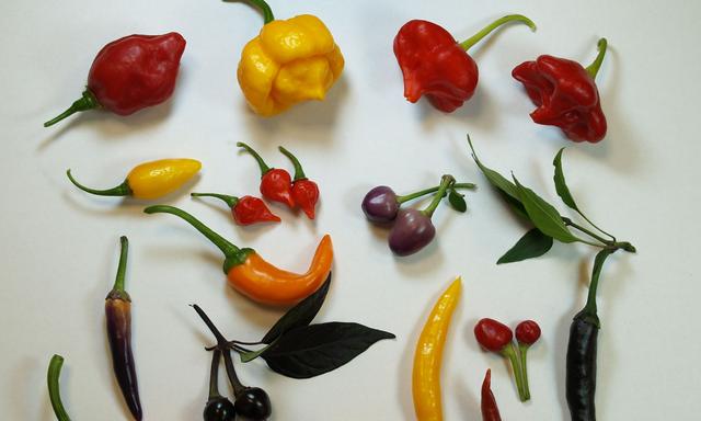 Wodurch ist eine Chili scharf? – DiePresse.com